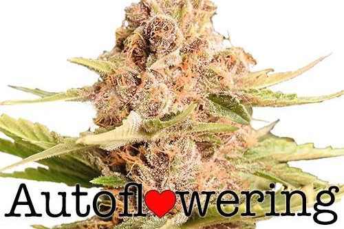 Girl Scout Cookies Extreme auto fem cannabis strain seeds