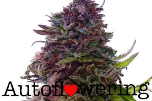 Granddaddy Purple autoflower marijuana seeds new strain 2022