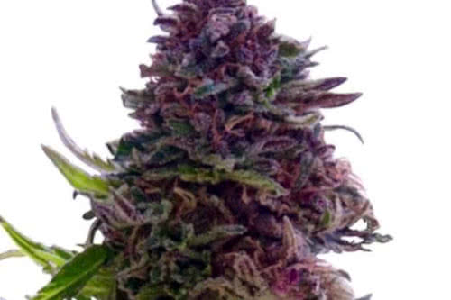 Granddaddy Purple new weed strain 2022 fem seeds