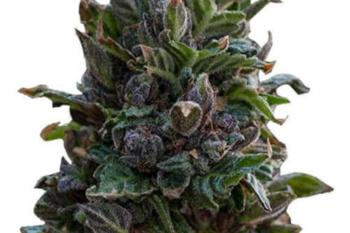 Purple Punch marijuana strain new 2022 fem seeds