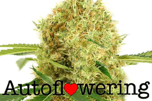 White Widow autoflowering seeds new cannabis strains 2022