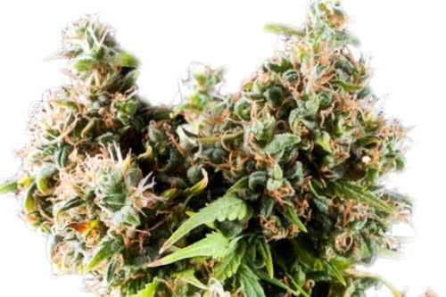 Big Bud Regular Seeds, top high-yielding weed strain