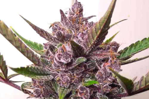 Blackberry Kush Auto seeds, best compact autoflowering strain of marijuana
