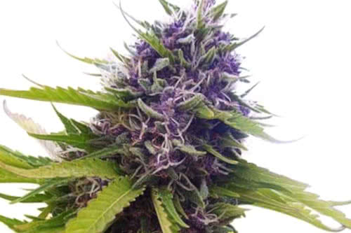 Blueberry Auto Seeds, best-tasting autoflower weed strain