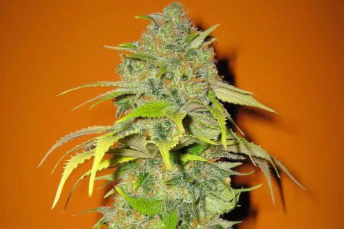 Blueberry Feminized Seeds, top best-selling indica weed strain