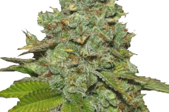 Do-Si-Dos: best most potent indica strain