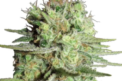 Durban Poison Regular Seeds, landrace sativa strain of cannabis