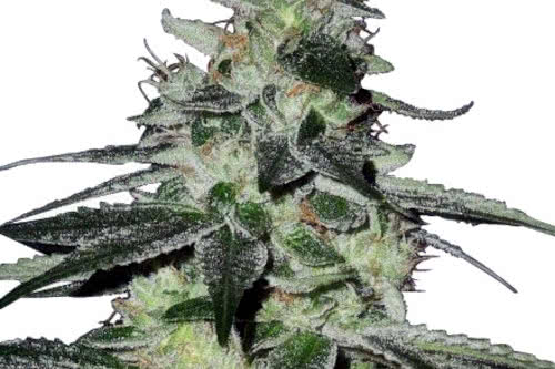 G13 Haze Regular Seeds, legendary government cannabis strain hybrid