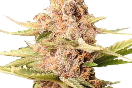 Girl Scout Cookies Extreme Feminized Seeds, popular indica-dominant strain