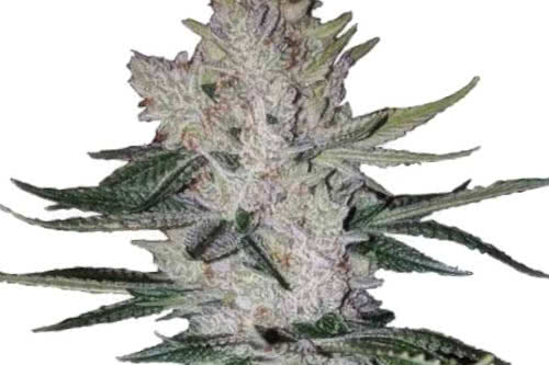 Gorilla Glue Auto Seeds, top American autoflower marijuana strain