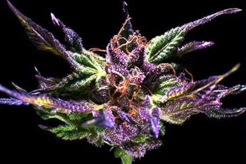Grand Daddy Purple Regular Seeds, popular best-selling indica marijuana strain