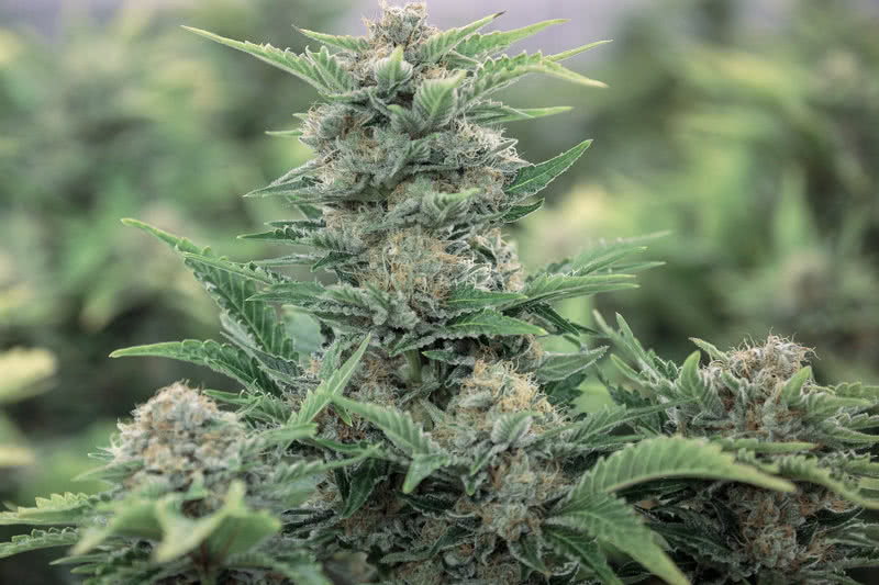 Highest Yielding Strains to Grow Indoors or Outdoors