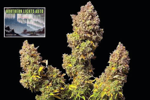 Northern Lights Auto Seeds best autoflower weed strain