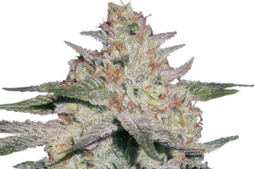 Top 15 Best Regular Seeds 2023 - Mold Resistant Strains