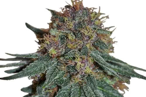 Purple Haze Feminized Seeds, esteemed psychoactive marijuana strain