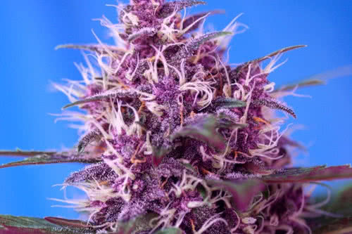 Red Poison Auto seeds, popular autoflowering weed strain with red buds
