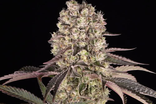 Runtz Muffin Feminized Seeds, exotic high-THC strain of cannabis