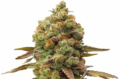 Special Queen #1 Feminized Seeds, most affordable marijuana seeds for sale online