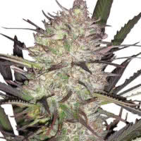 Strain of the Month January 2022 - Mold Resistant Strains