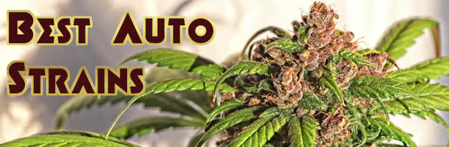 Top 15 Best Autoflower Marijuana Strains Seeds List