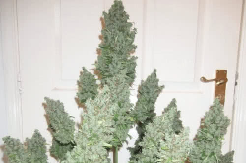 Ultimate autoflower strain, auto seeds with the highest yield