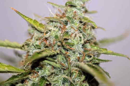 White Widow Regular Seeds, award-winning marijuana strain with an abundance of trichomes