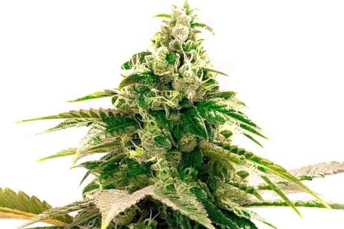 Zkittlez Regular Seeds, potent exotic cannabis strain