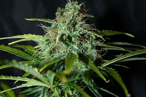 Amnesia regular by Pyramid Seeds on sale at low prices