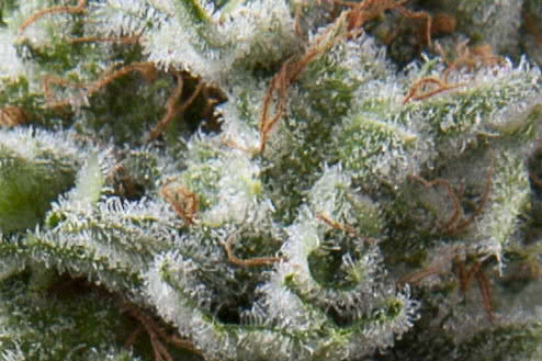 Anesthesia auto fem weed seeds, Pyramid's fast and cheap seeds for sale