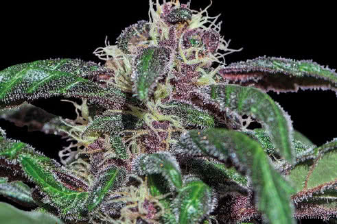 Ayahuasca Purple, legendary purple cannabis strain