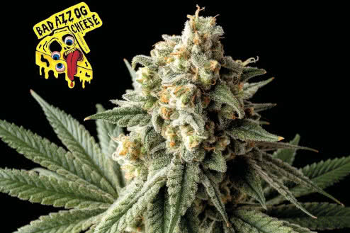 Badazz OG Cheese fem, number one cheapest feminized marijuana seeds on Seedsman