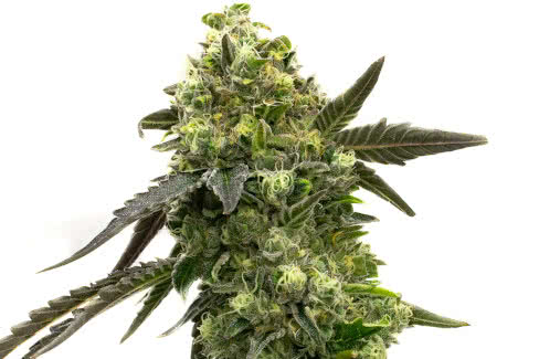 black jack auto, best-selling autoflower that's a breeze to cultivate