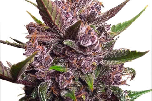blackberry kush auto, easy-growing purple autoflower strain