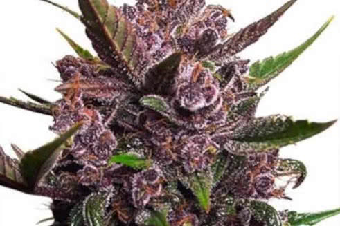 Blackberry Kush Auto, highly regarded purple autoflower strain of cannabis