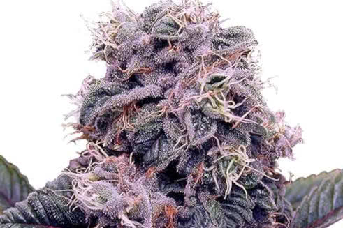 Blackberry Kush, potent dark-colored purple strain