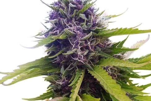 blueberry auto strain, popular and easily cultivated autoflower seeds
