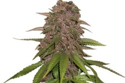 22 Best Purple Cannabis Strains to Grow from Seed - Mold Resistant Strains