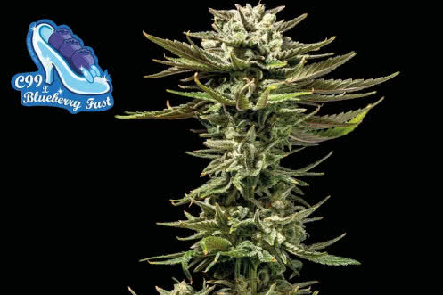 C99 x Blueberry Fast strain, elite fast-flowering hybrid by Seedsman