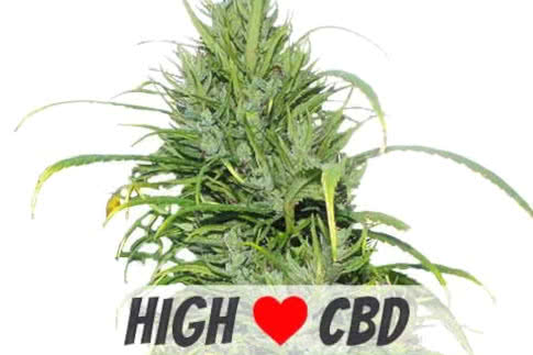 Carma CBD, landrace industrial CBD hemp strain of cannabis