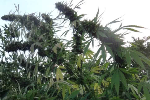 Congo, African sativa landrace strain of cannabis