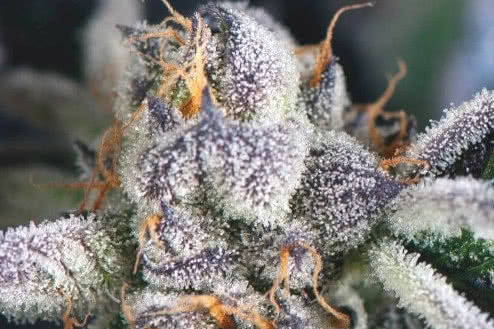 Cookies USA strain, cheap feminized weed seeds from Pyramid Seeds