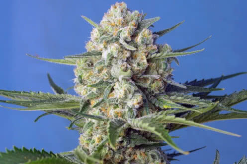 Crystal Candy F1 Fast strain, Sweet Seeds' productive high-speed hybrid