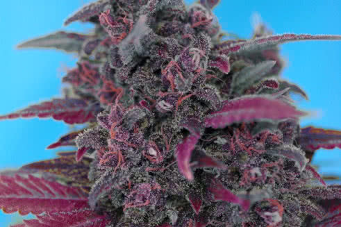 Dark Devil Auto, super dark-colored purple cannabis strain that flowers automatically
