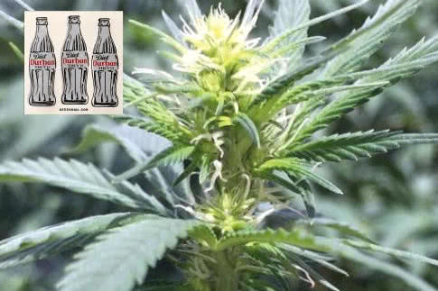 Diet Durban THCV, sativa cannabis landrace strain high in the THCV cannabinoid
