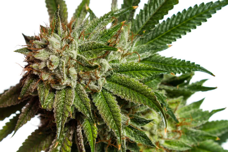 23 Easiest Strains to Grow Indoors or Outdoors for Beginners to Experts