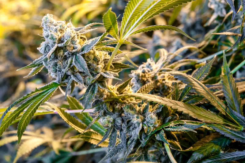 20 Fastest Flowering Strains to Grow from Seed