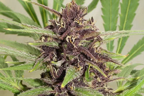 Frisian Dew, hardy strain of weed with purple buds