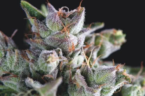 Gorilla fem marijuana seeds for sale dirt cheap from Pyramid Seeds