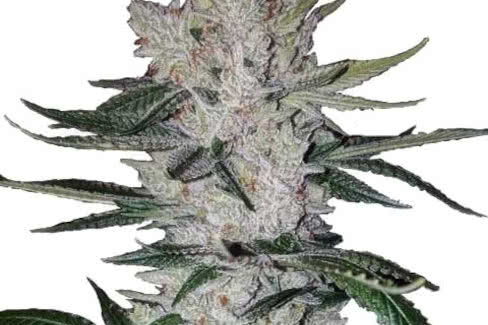 gorilla glue is an fast and easy marijuana strain perfect for indoor and outdoor growing