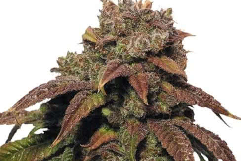 green crack, a famous weed strain that's very easy to grow